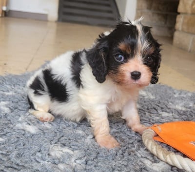 Les chiots de Cavalier King Charles Spaniel