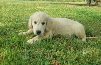 Les chiots de Golden Retriever