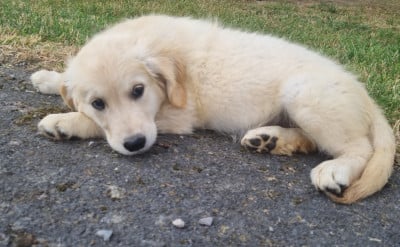 Les chiots de Golden Retriever
