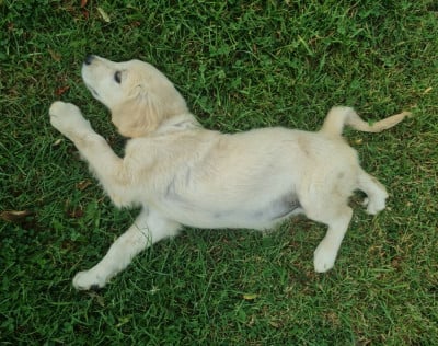 Les chiots de Golden Retriever