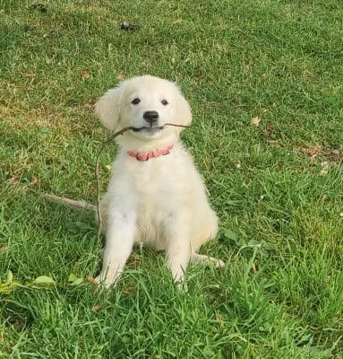 Les chiots de Golden Retriever