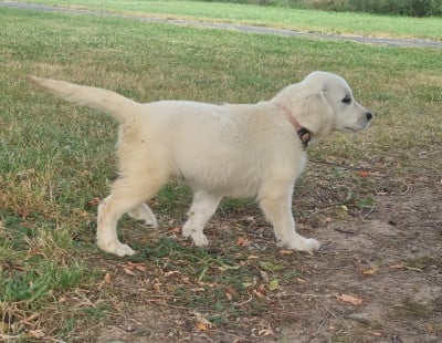 Les chiots de Golden Retriever