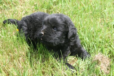 Les chiots de Terre-neuve