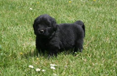 Les chiots de Terre-neuve