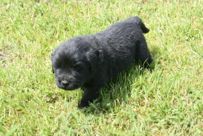 Les chiots de Terre-neuve