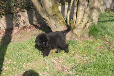 Les chiots de Terre-neuve
