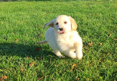 Les chiots de Golden Retriever