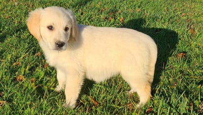 Les chiots de Golden Retriever