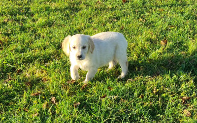 Les chiots de Golden Retriever