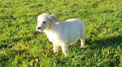 Les chiots de Golden Retriever