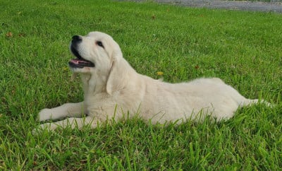 Les chiots de Golden Retriever