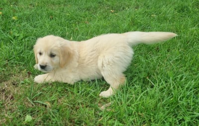 Les chiots de Golden Retriever