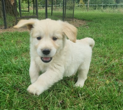 Les chiots de Golden Retriever
