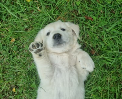 Les chiots de Golden Retriever