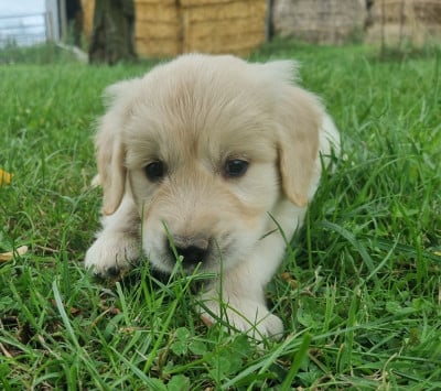 Les chiots de Golden Retriever