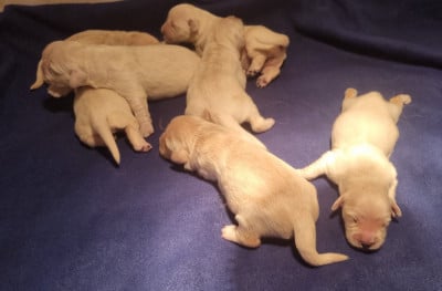 Les chiots de Golden Retriever