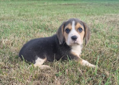 Les chiots de Beagle