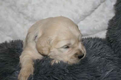 Les chiots de Golden Retriever