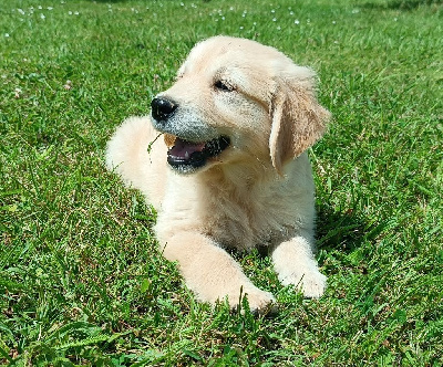Les chiots de Golden Retriever