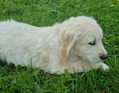Les chiots de Golden Retriever