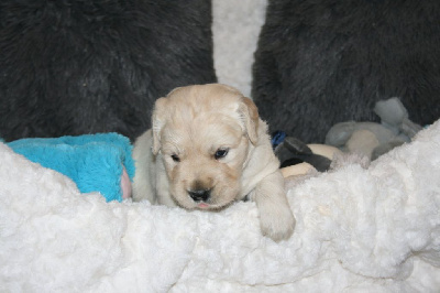 Les chiots de Golden Retriever