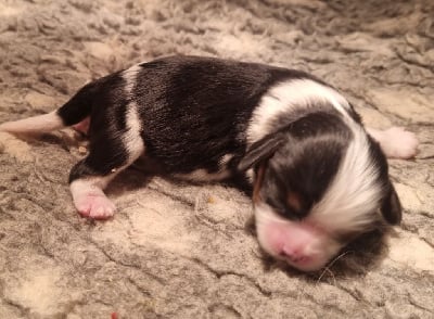 Les chiots de Cavalier King Charles Spaniel