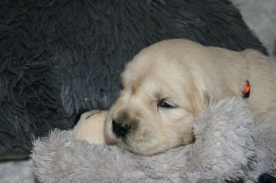 Les chiots de Golden Retriever