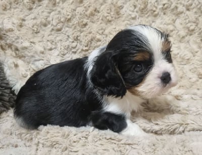 Les chiots de Cavalier King Charles Spaniel