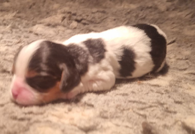 Les chiots de Cavalier King Charles Spaniel