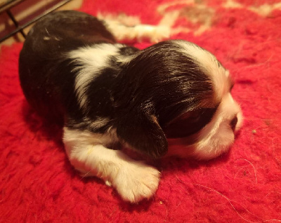 Les chiots de Cavalier King Charles Spaniel
