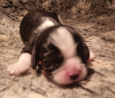 Les chiots de Cavalier King Charles Spaniel