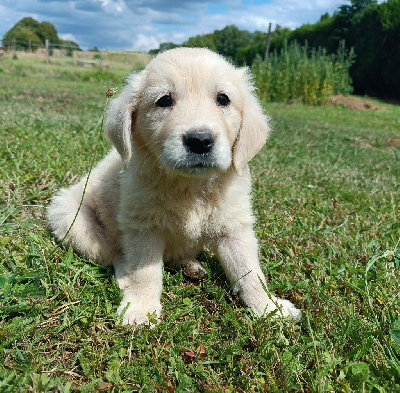 Les chiots de Golden Retriever
