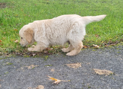 Les chiots de Golden Retriever