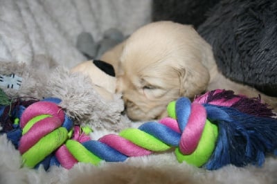 Les chiots de Golden Retriever