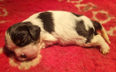 Les chiots de Cavalier King Charles Spaniel