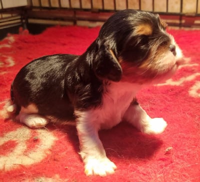 Les chiots de Cavalier King Charles Spaniel