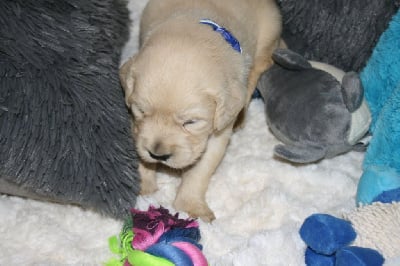 Les chiots de Golden Retriever