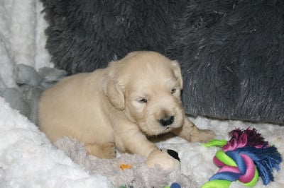 Les chiots de Golden Retriever