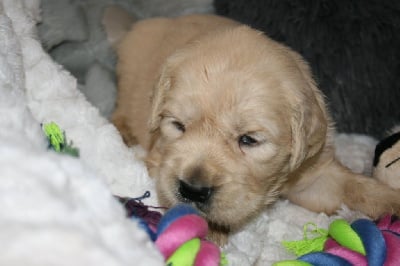 Les chiots de Golden Retriever