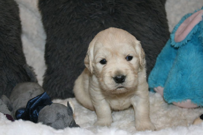 Les chiots de Golden Retriever