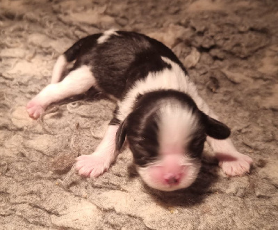 Les chiots de Cavalier King Charles Spaniel