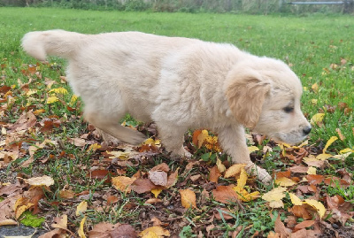 Les chiots de Golden Retriever