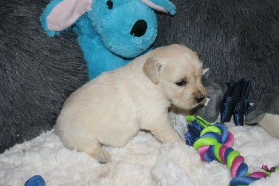 Les chiots de Golden Retriever