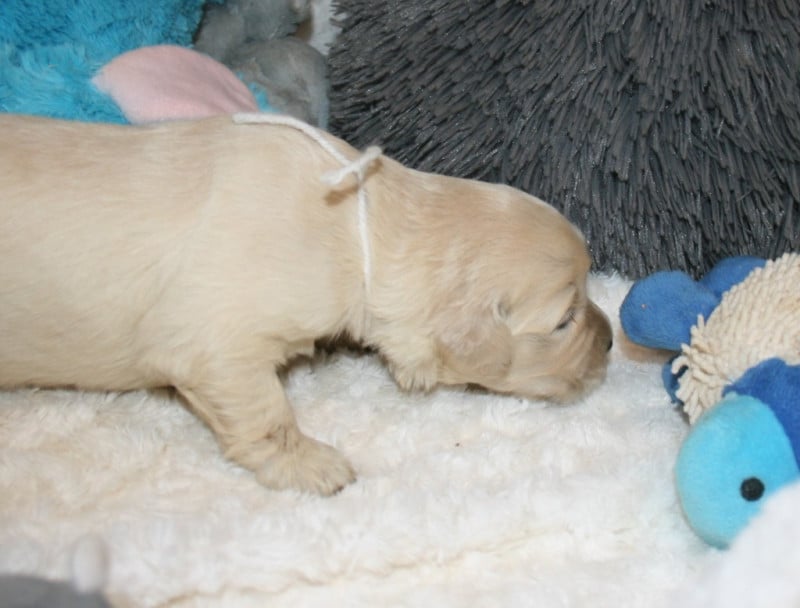 Golden Retriever - Des Jardins De Vesco