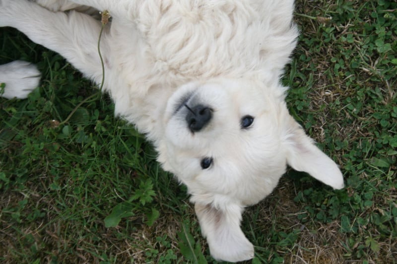 Golden Retriever - Des Jardins De Vesco