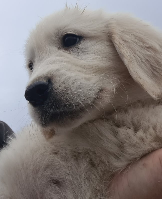 Golden Retriever - Des Jardins De Vesco