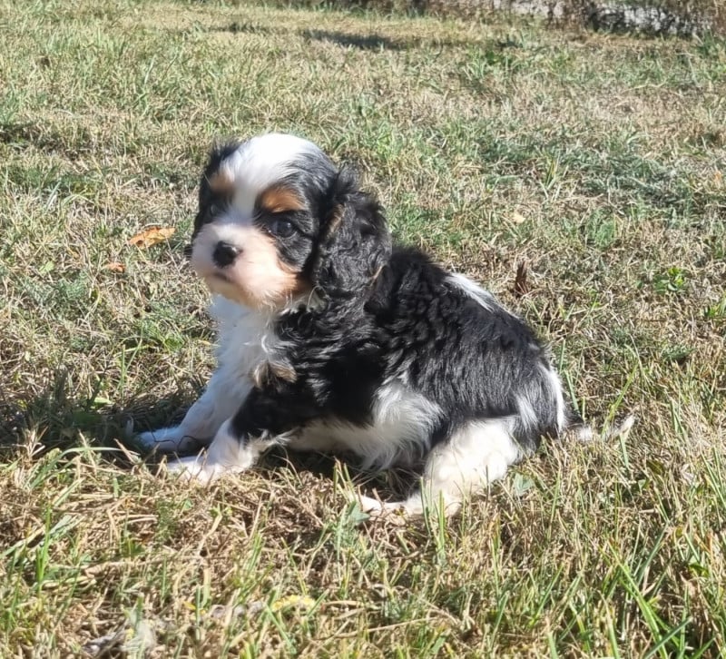 Cavalier King Charles Spaniel - Des Jardins De Vesco
