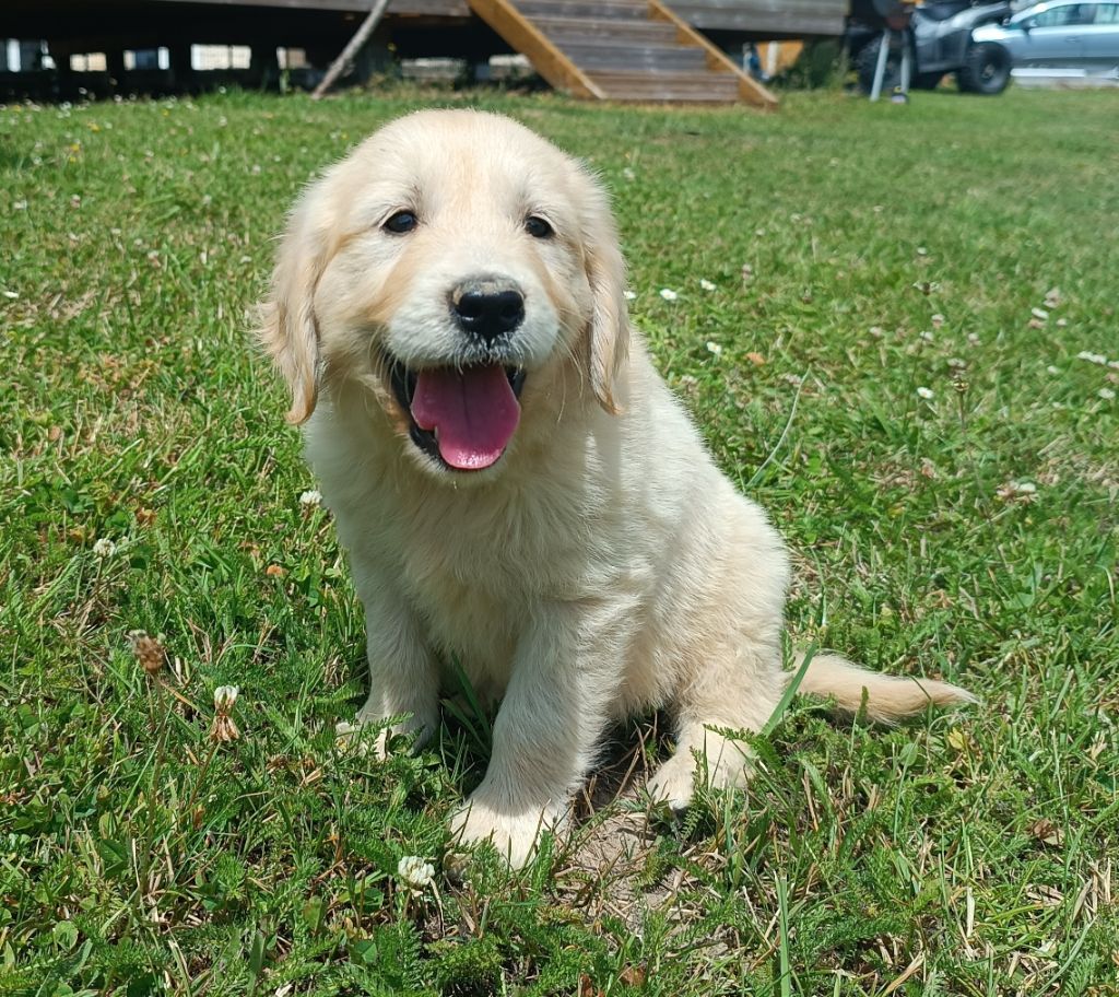 Femelle fauve clair 1