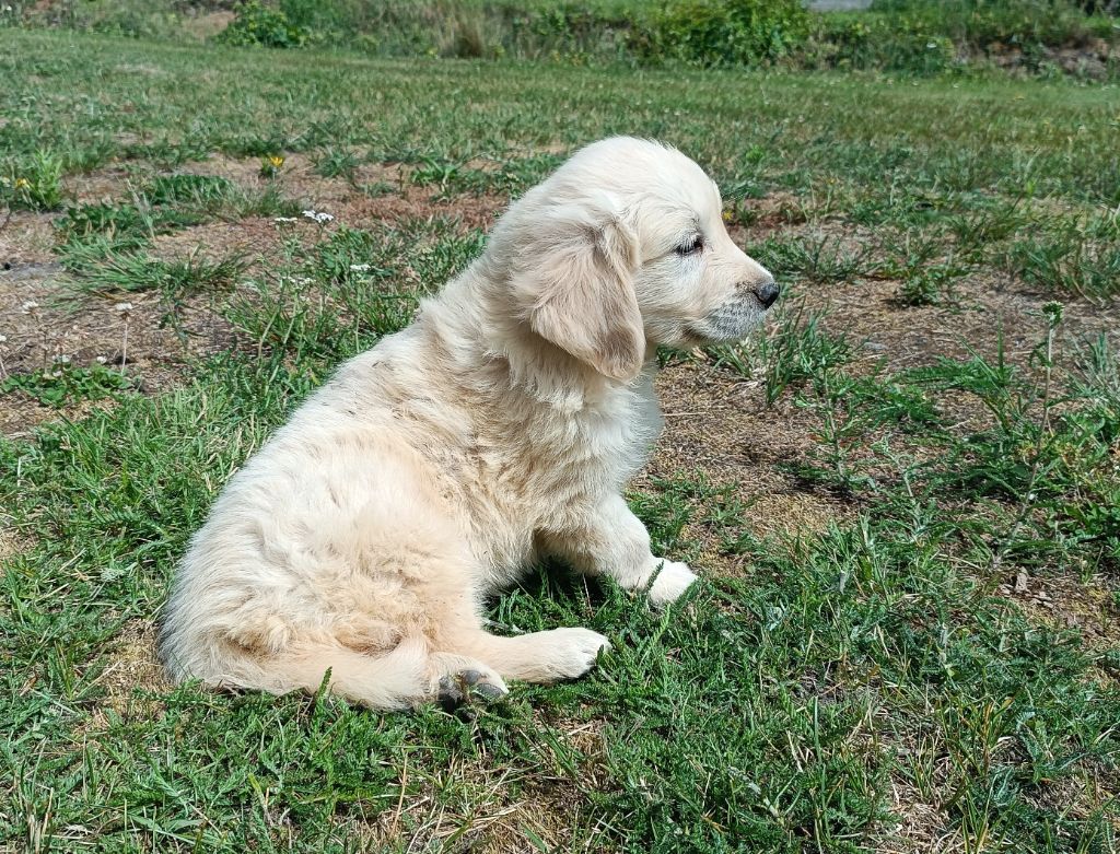 Femelle fauve clair 2