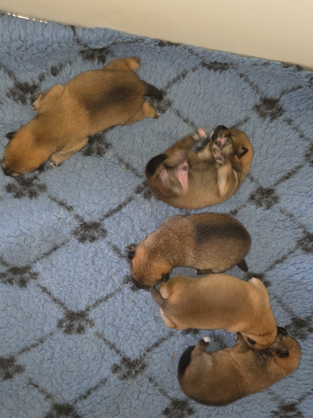 Shiba - Des Renards D'orient